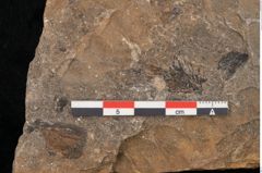 Foto (Detailansicht) von Neuropteris auriculata Brongniart (NHMW-GEO-2024-0188-10669)